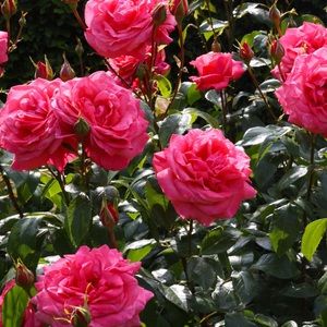 Meet your Posher, Deb